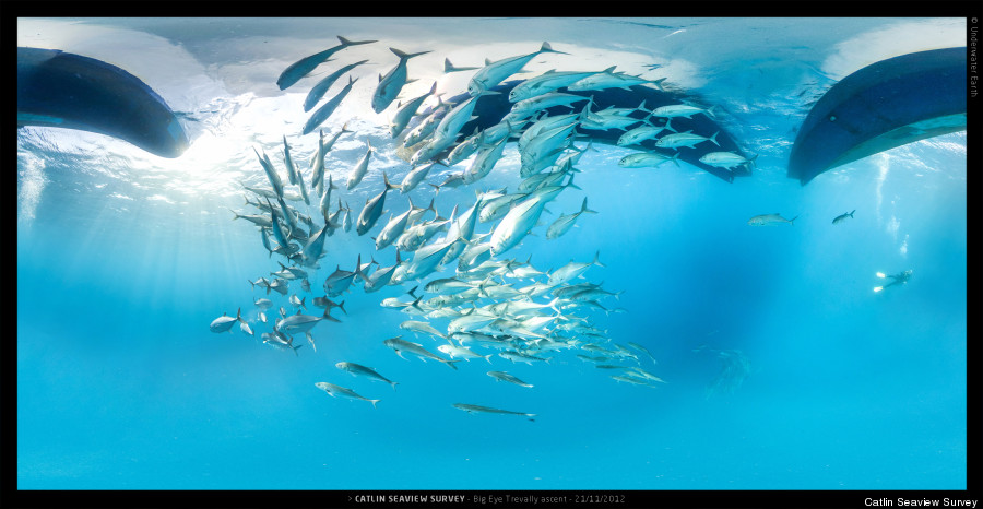 climate change coral