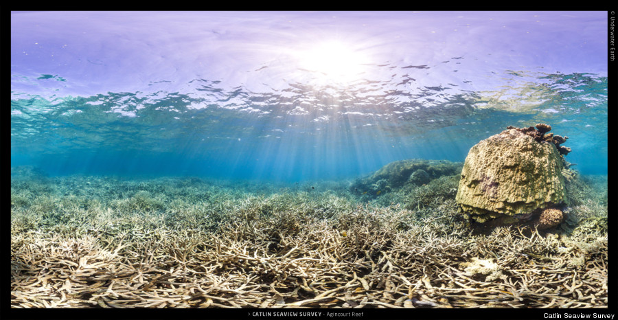 climate change coral