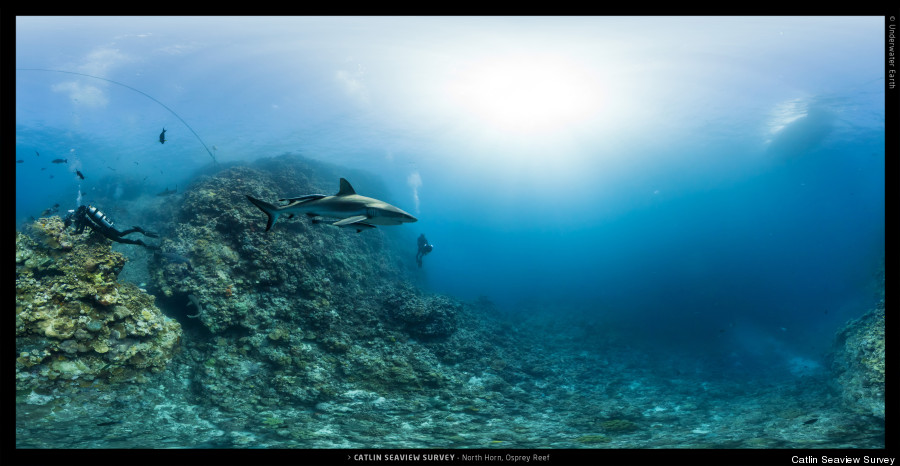 climate change coral