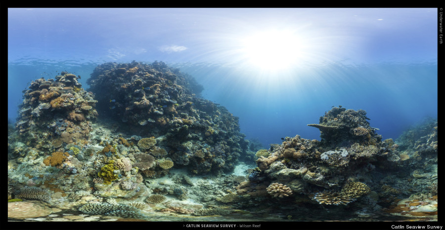 climate change coral