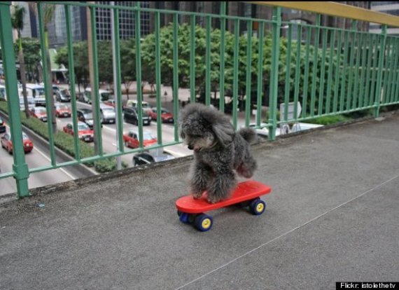 dog skateboard