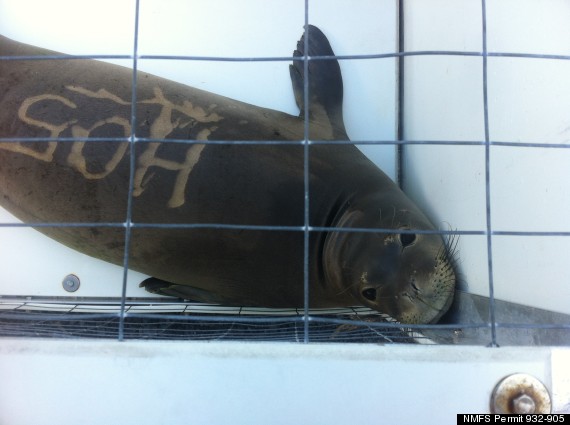 monk seal bite