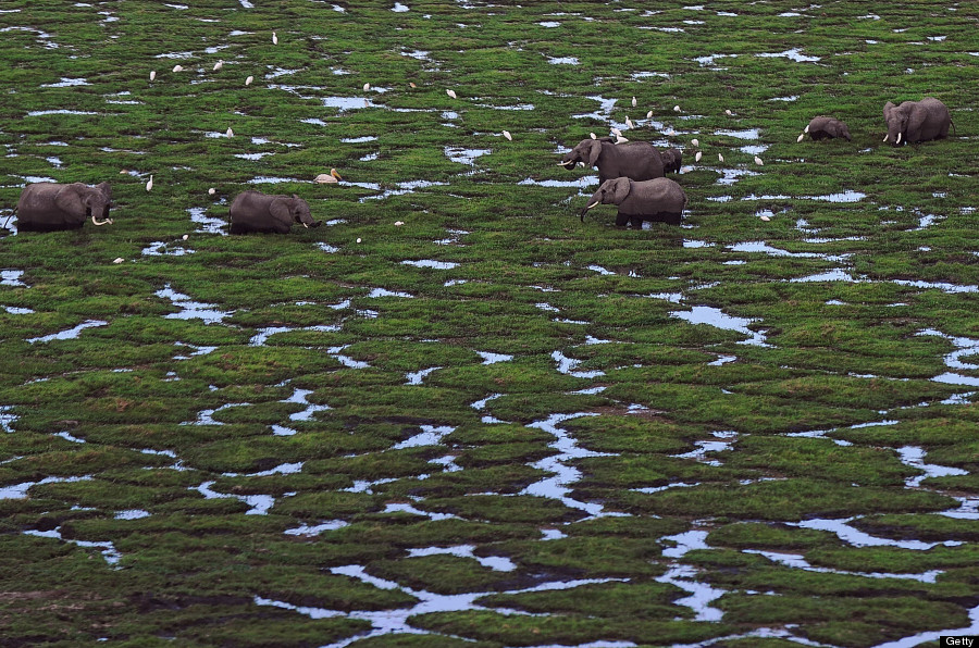 kenyatanzaniawildlifecensus