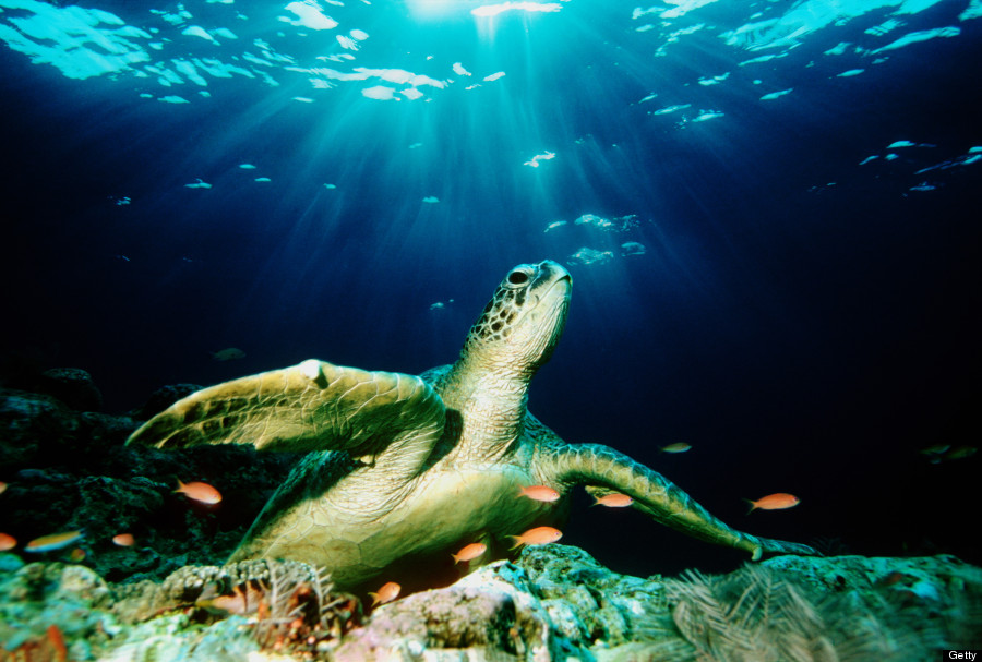 sea turtle