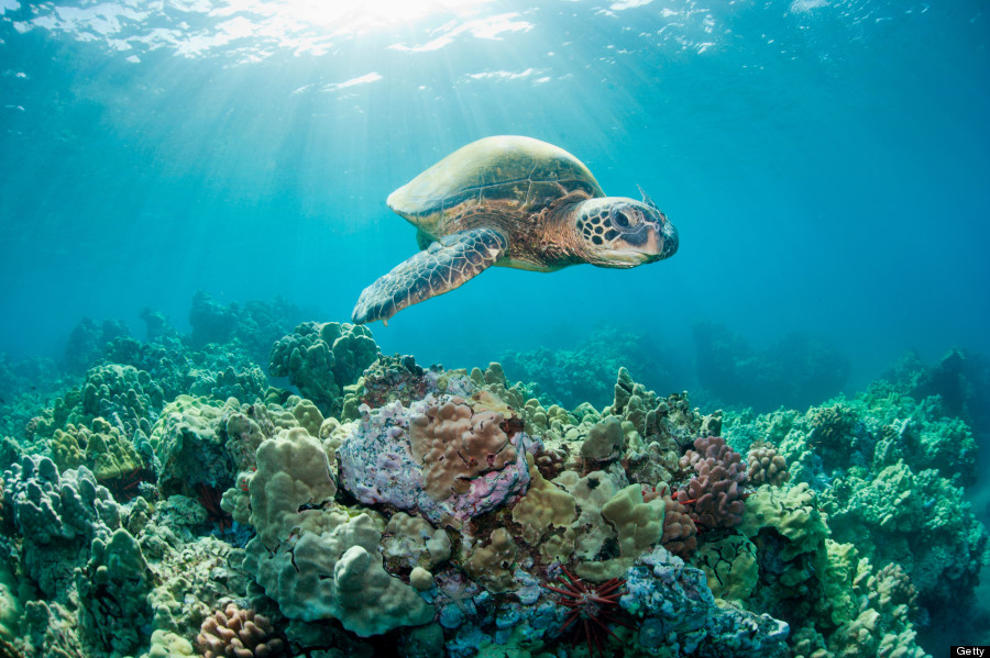 sea turtle