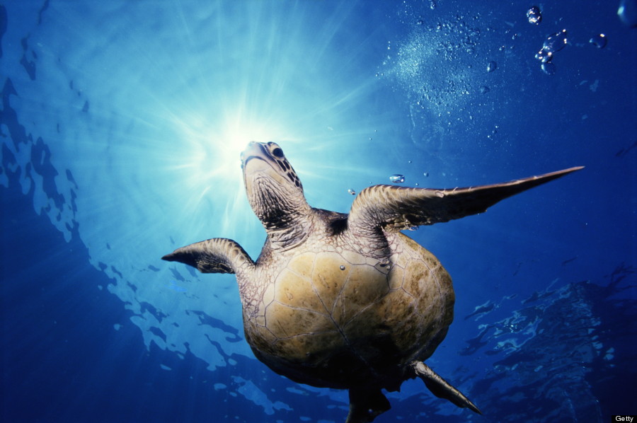 sea turtle