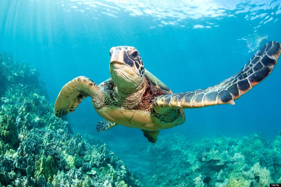 sea turtle