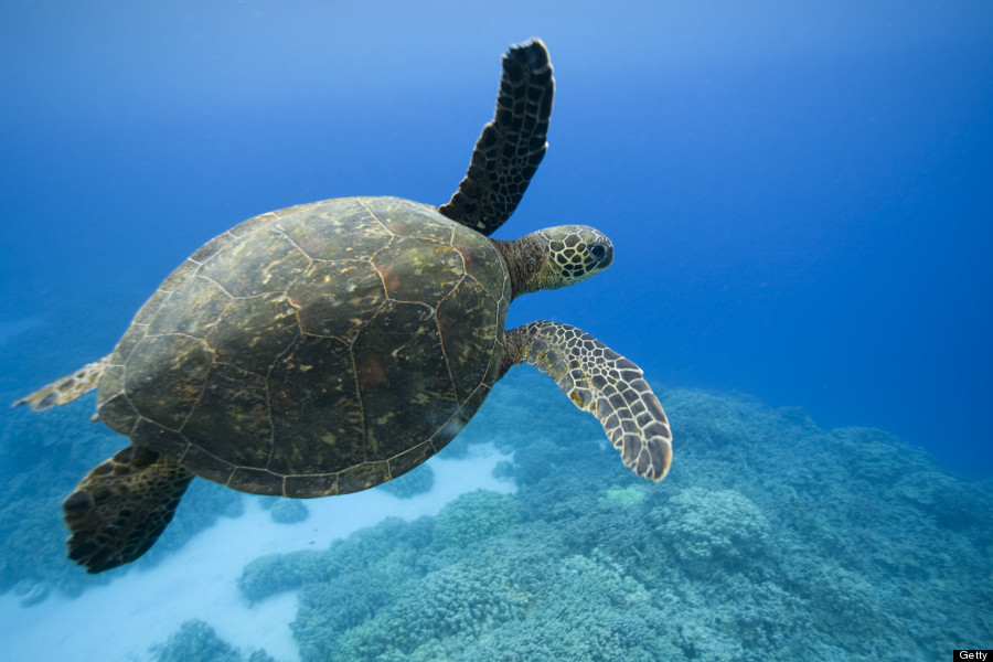 sea turtle