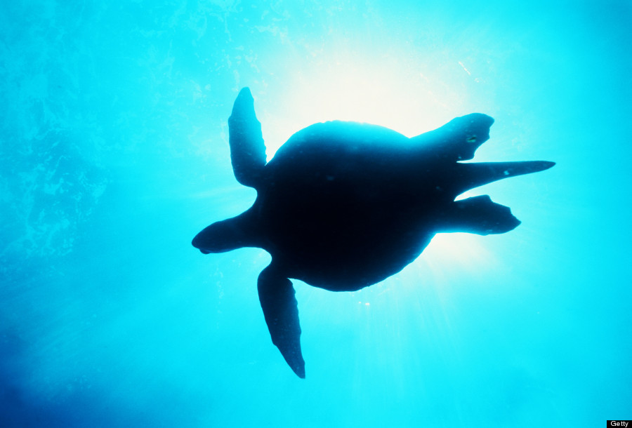 sea turtle