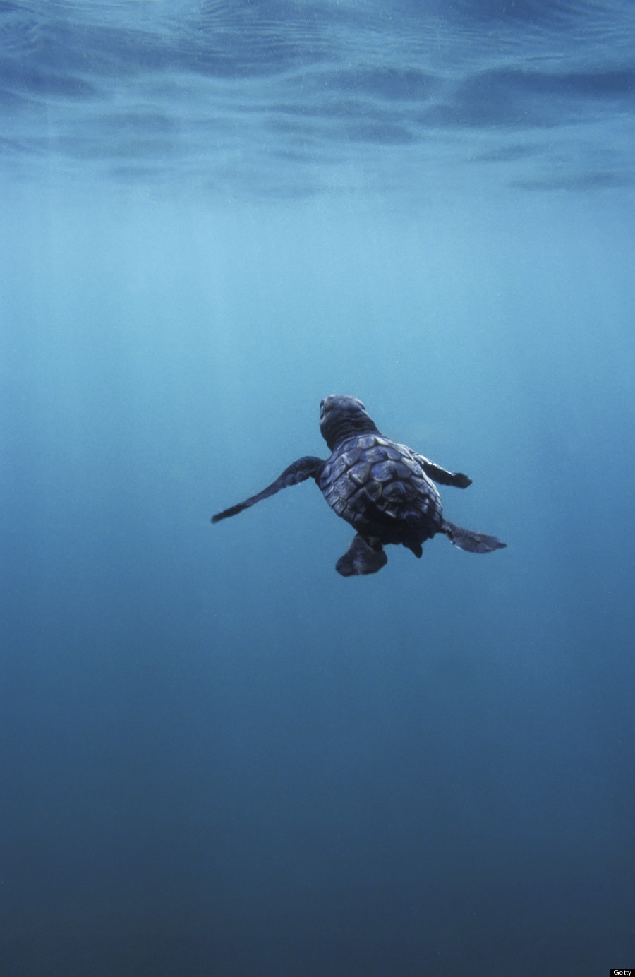 sea turtle