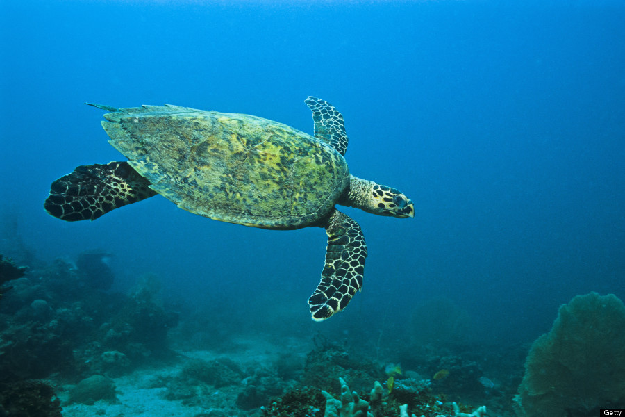 sea turtle