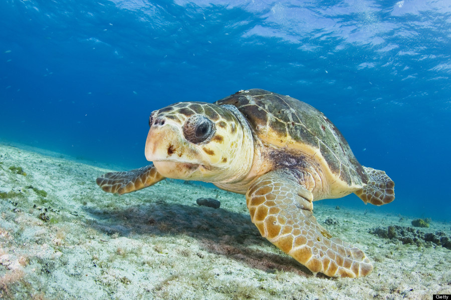 sea turtle