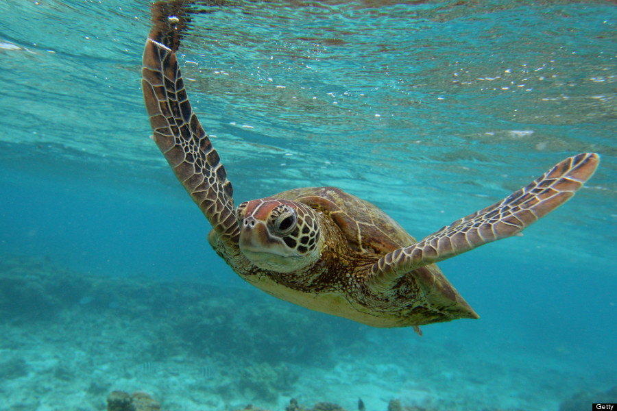 sea turtle