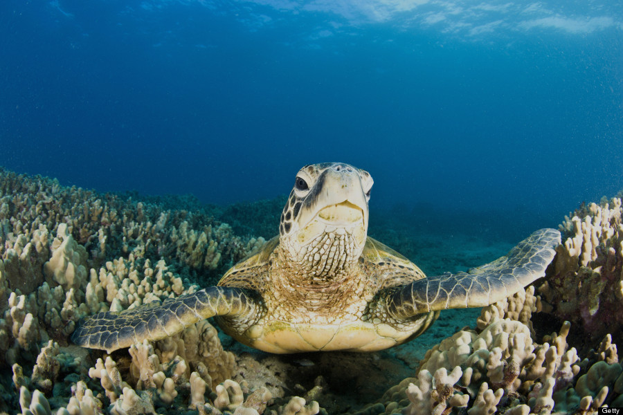 green sea turtle