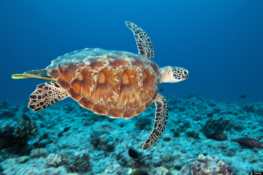 green sea turtle