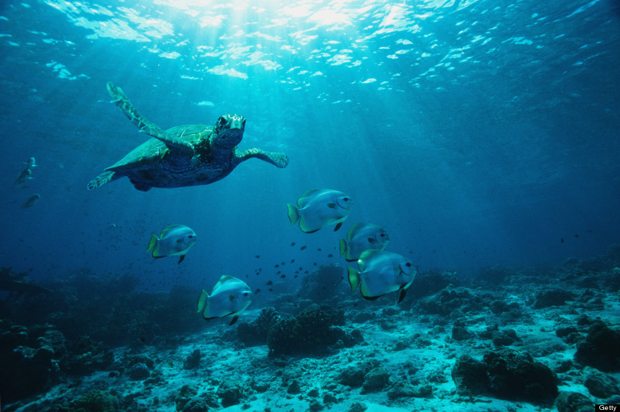 green sea turtle