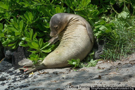 monk seal siting