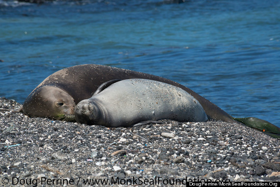 monk seal mother