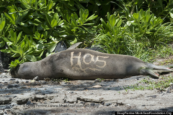 monk seal tag