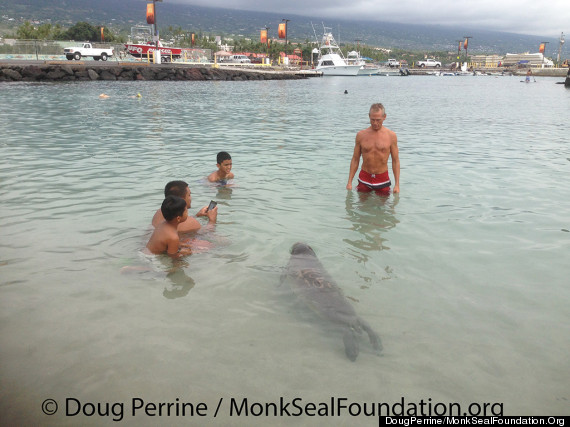 monk seal kids