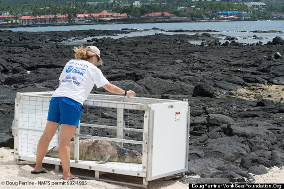 monk seal capture