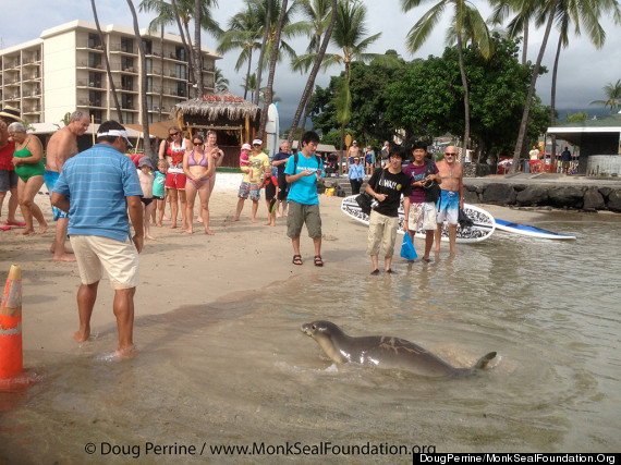 monk seal humans