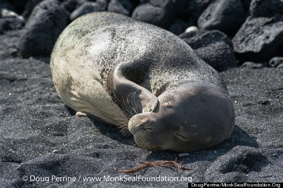 monk seal sleeping