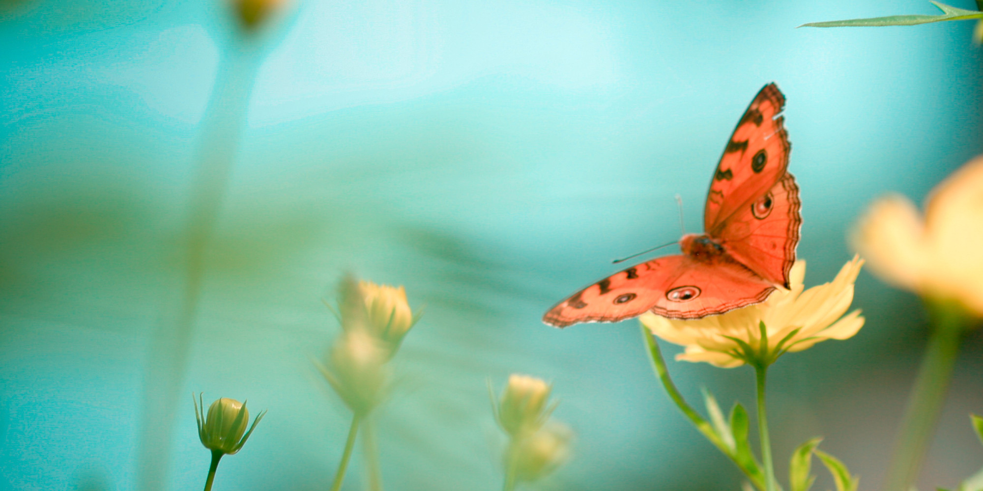 San Francisco Apartment Complex Includes Butterfly Habitat Because Of ...