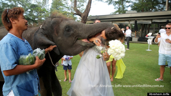 elephant eats bridesmaid