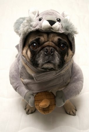 squirrel pug