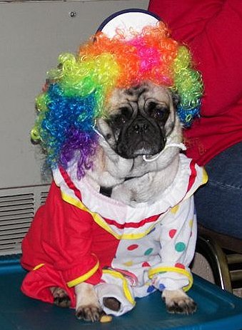 Family Halloween Costume Ideas That Include Your Dog! - Boogie the Pug