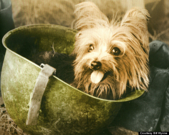 The History of Smoky, the Yorkshire Terrier War Dog