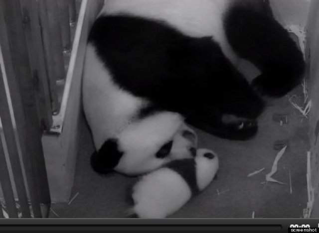 panda cam