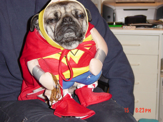 wonderpug