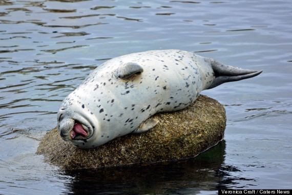 laughing seal