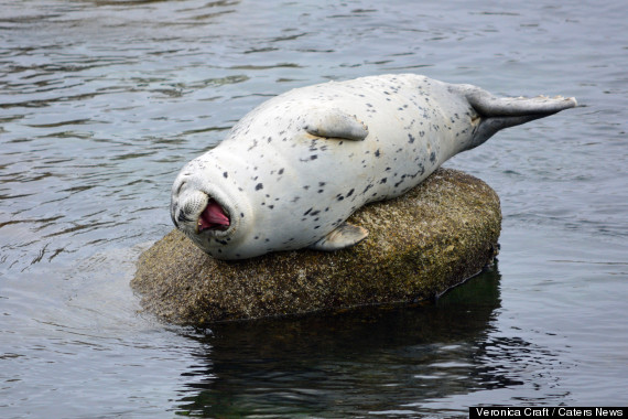 laughing seal 3