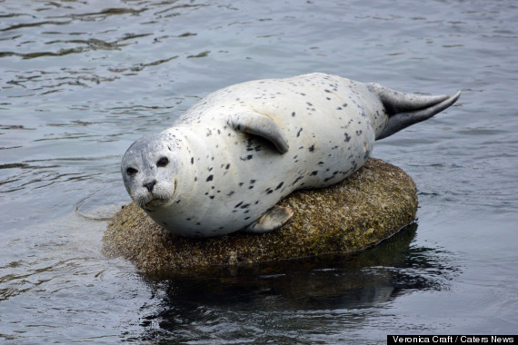 seal