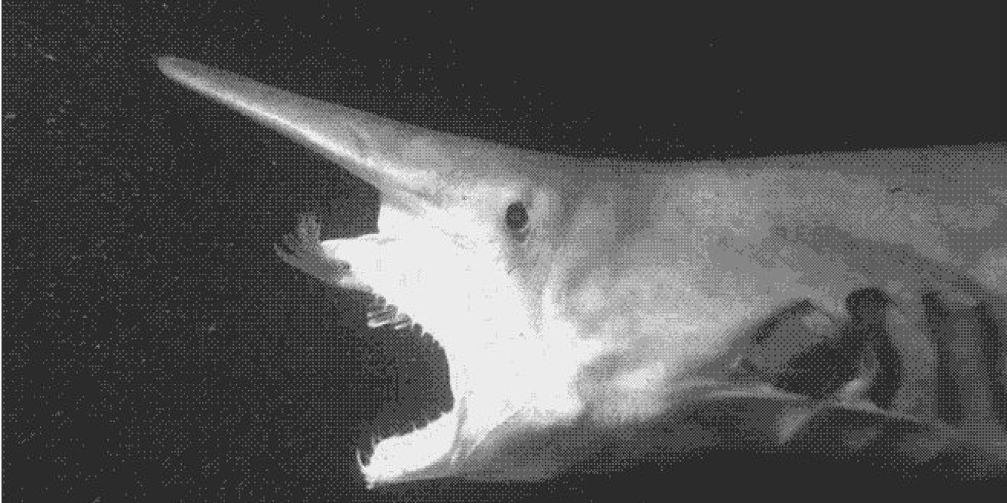 Акула-Гоблин (она же акула-Домовой)