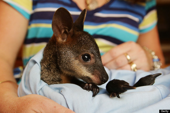 wallaby