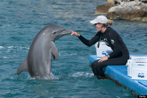 dolphin trainer