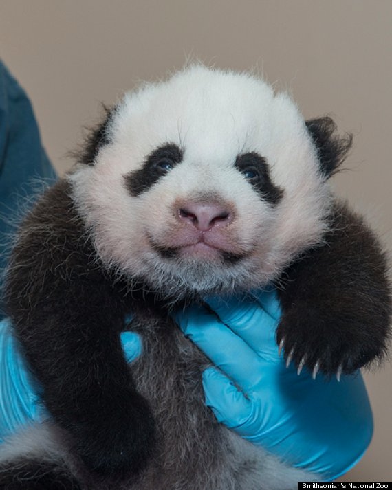 panda baby
