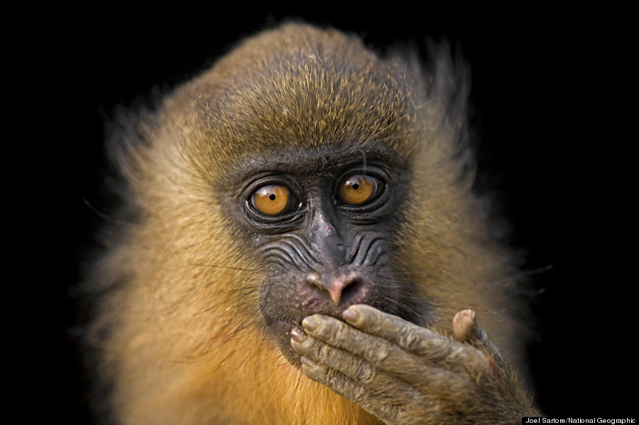 joel sartore national geographic