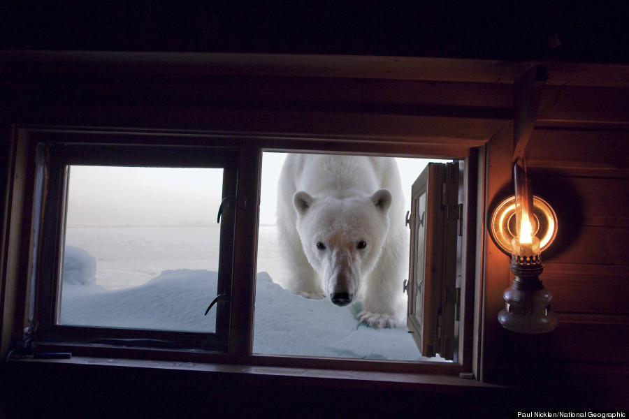 paul nicklennational geographic