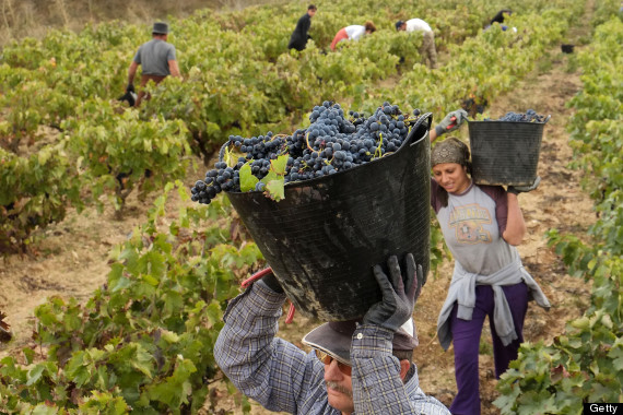 spain vineyard