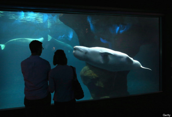 shedd aquarium