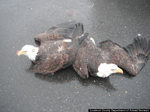 eagles stuck together