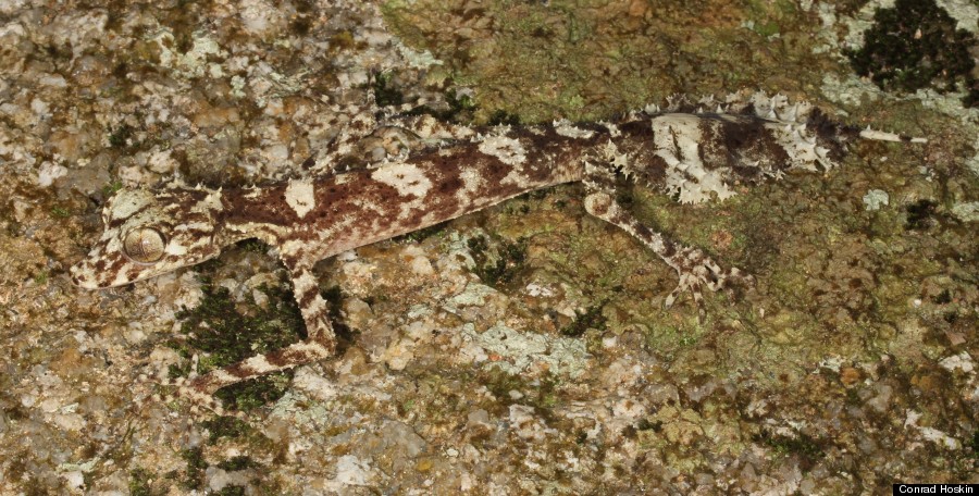 gecko