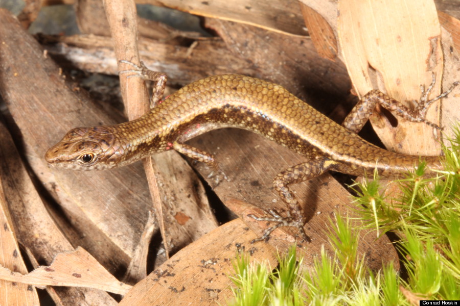 skink