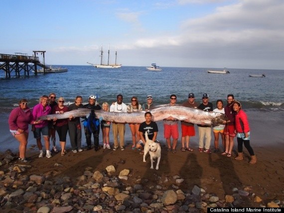 oarfish dissection