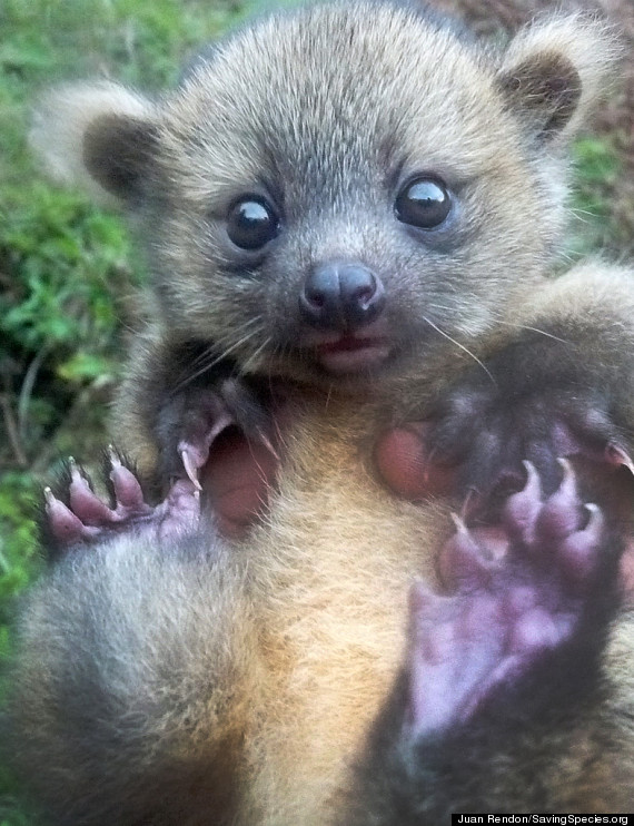 olinguito